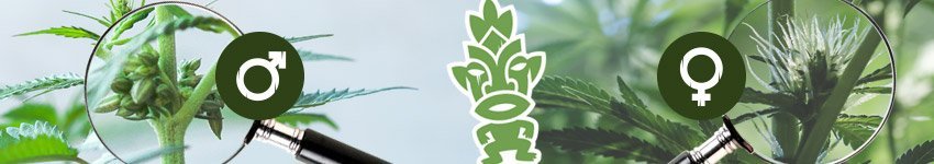 Mannelijke en vrouwelijke cannabisplanten